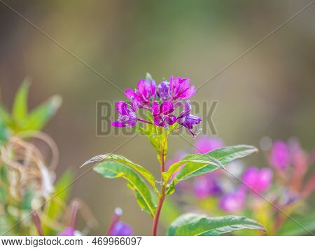 Flowers Of Fireweed, Chamaenerion Angostifolium On A Sunny Summer Day. Chamaenerion Angustifolium - 