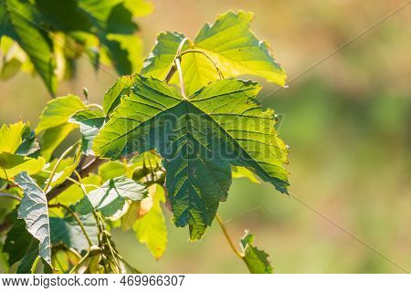 Summer Branches Of Maple Tree With Green Leaves And Seeds. Summer Background With Copy Space. Close-