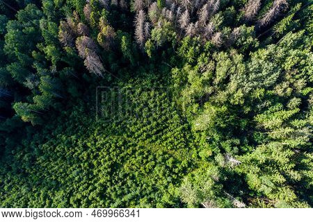 Overgrown Clearing Surrounded By Old Forest, Compensatory Tree Planting, Aerial View