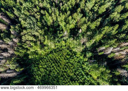 Overgrown Clearing Surrounded By Old Forest, Compensatory Tree Planting, Aerial View