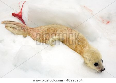 Novorozené harfu seal pup