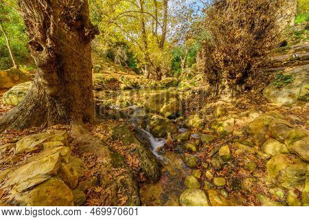 View Of Rocks, Trees, Water Stream And Fall Foliage, In The Amud Stream Nature Reserve, Upper Galile