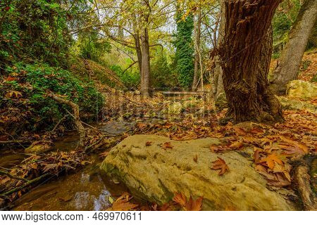 View Of Rocks, Trees, Water Stream And Fall Foliage, In The Amud Stream Nature Reserve, Upper Galile