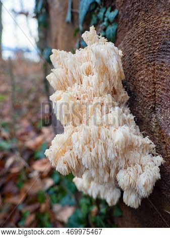Bernried, Germany - December 30th 2022: Very Rare Fungus Hericium In A Bavarian Forest