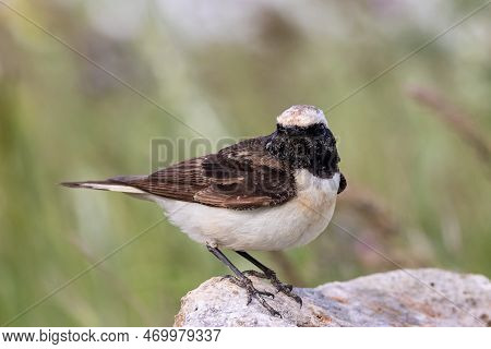Pied Wheatear Oenanthe Pleschanka Male Sitting On Stone