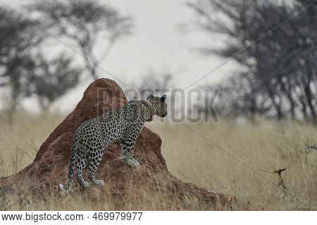 Leopard (panthera Pardus) Stalking Prey In Okonjima Nature Reserve, Namibia