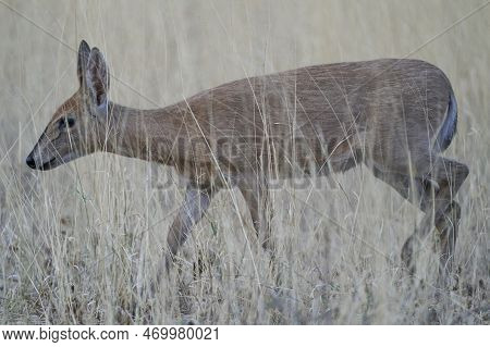 Steenbok (raphicerus Campestris) In Okonjima Nature Reserve, Namibia
