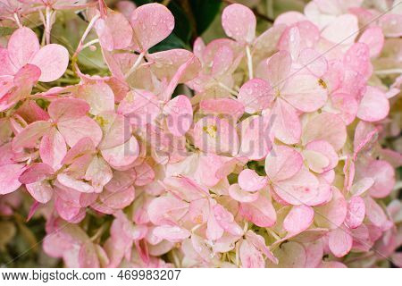 Pink Flowers Of Hydrangea Vanilla Frase In Summer In The Garden