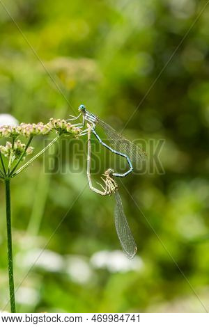 Close-up Of Two Feather Dragonflies Platycnemis Pennipes Mating, Forming A Heart With Their Bodies, 