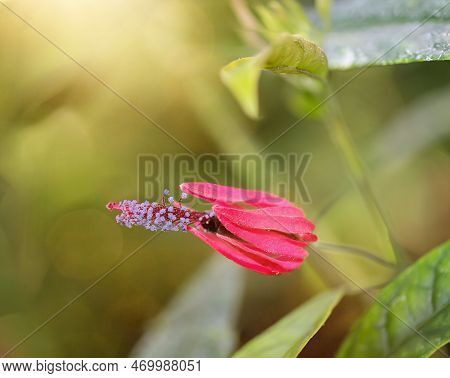 Close Up Of A Red Hibiscus Flower In The Garden. A Pavonia Multiflora.