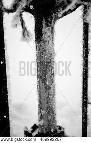 Damaged Bark Of A Small Fruit Tree Stripped By Rabbits And Small Animals During The Winter.