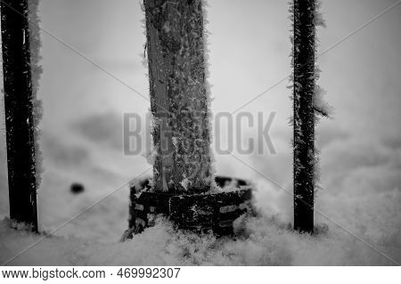 Damaged Bark Of A Small Fruit Tree Stripped By Rabbits And Small Animals During The Winter.