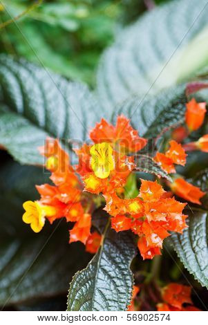 Red Episcia