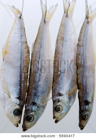Pesce secco