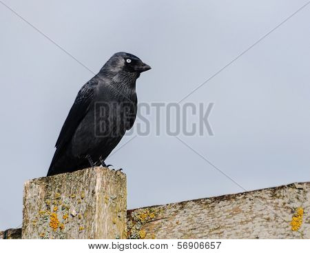 Crow perched on a wooden fence