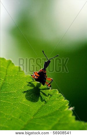 The Down Of  Wild Red Carabidae