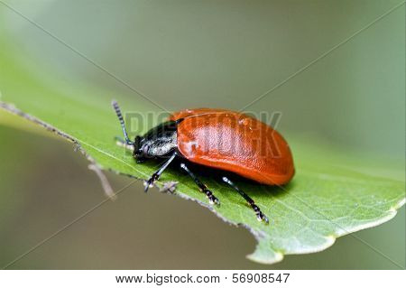 Wild Red Cercopidae Vulnerata Coccinellidae Anatis Ocellata