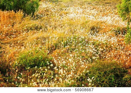 Wildgrass on mountain