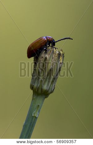 Anatis Coleoptera On A Flower