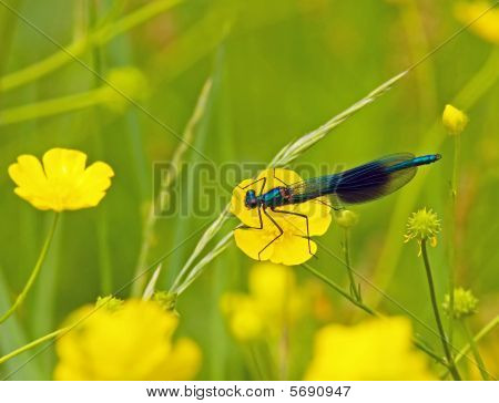 줄무늬 Demoiselle