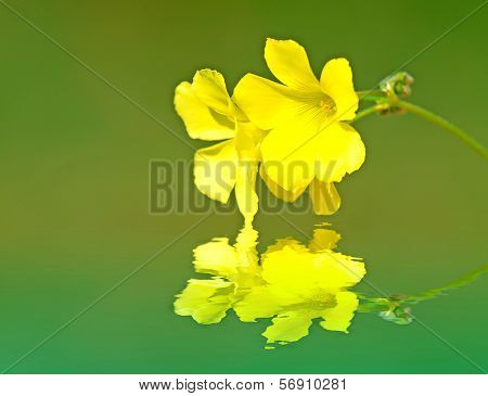 Oxalis Reflection