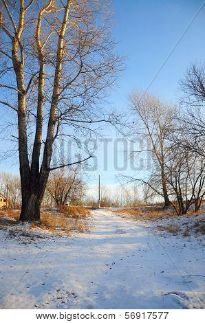 Winter Forest