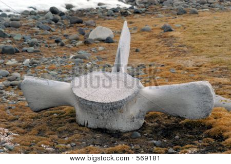 Walvis bot