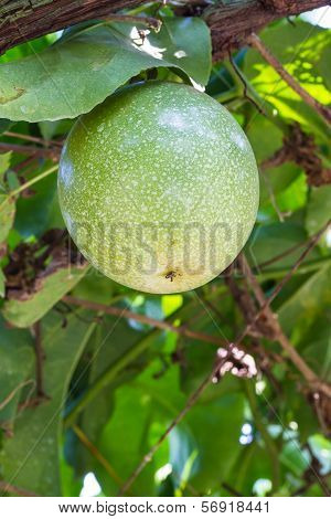 Passiflora foetida fruit