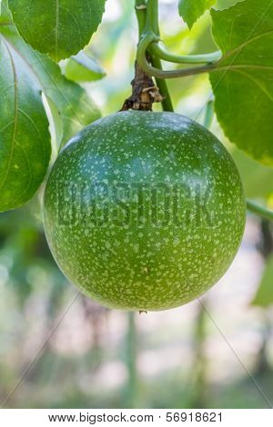 Passiflora foetida fruit