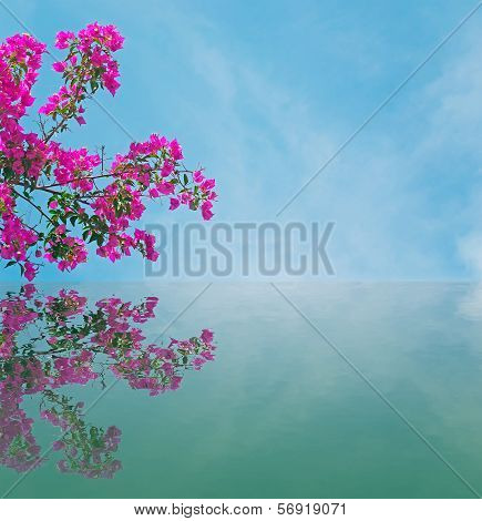 Bouganvillea Reflection