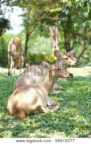 close - up Eld's Deer in wild nature