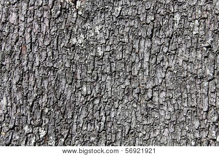 bark background