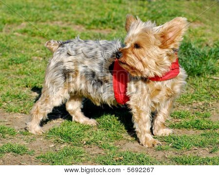 Silky Terrier