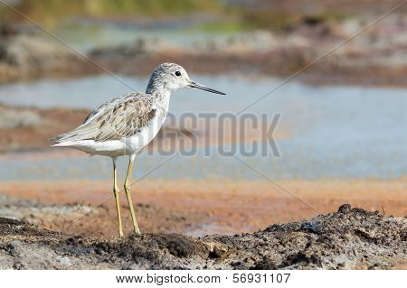 Common Greenshank (tringa Nebularia)