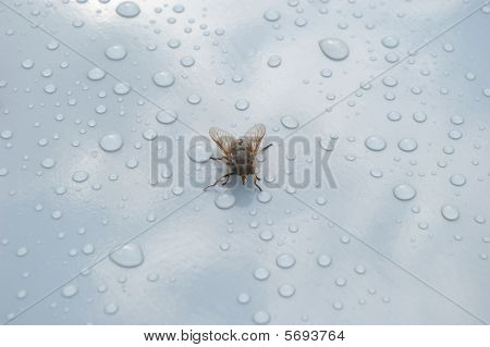 Fly