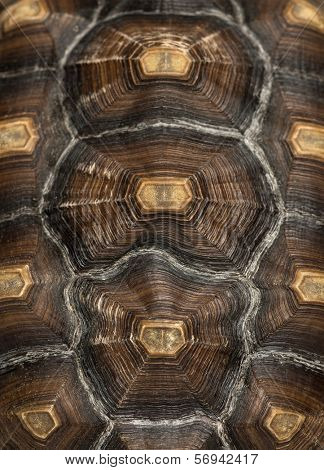 Close-up of an African Spurred Tortoise's carapace, Geochelone sulcata, isolated on white