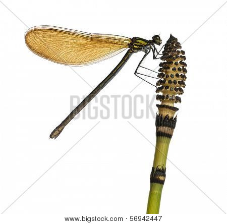 Close-up of a Beautiful Demoiselle female on top of a plant, Calopteryx virgo, isolated on white