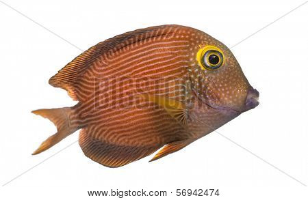 Side view of a Kole Tang, Ctenochaetus strigosus, isolated on white