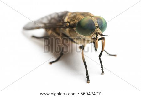 Horsefly viewed facing, Tabanus, isolated on white
