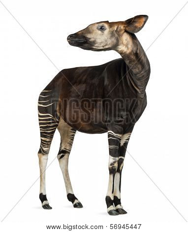 Okapi standing, looking away, Okapia johnstoni, isolated on white