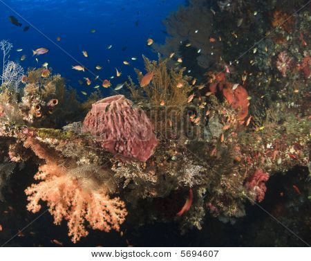 Liberty Wreck