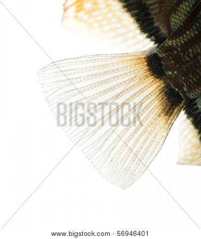 Close-up of a Blue snakeskin discus' caudal fin, Symphysodon aequifasciatus, isolated on white