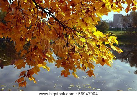 Norway Maple (acer Platanoides) In The Golden Autumn Attire
