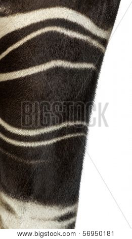 Close-up of an Okapi's fur, Okapia johnstoni, isolated on white