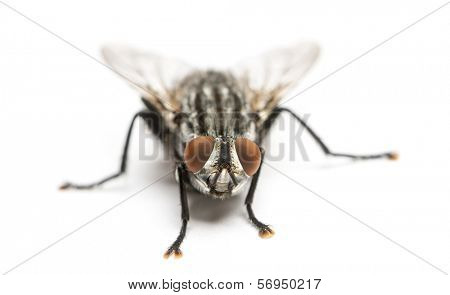 Flesh fly viewed from up high, Sarcophagidae, isolated on white