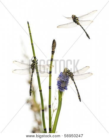 Group of Cordulegaster bidentata landed on a plant, isolated on white