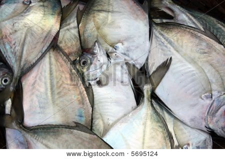 Sfondo pesce fresco