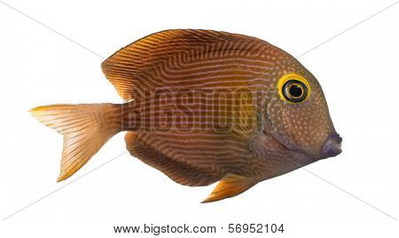 Side view of a Kole Tang, Ctenochaetus strigosus, isolated on white