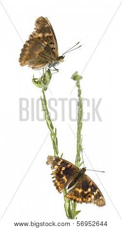 Old Lesser Purple Emperor butterflies on a plant, Apatura ilia, isolated on white