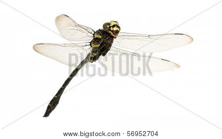 Flying Cordulegaster bidentata viewed from below, isolated on white